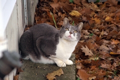 Polly's Cat, Giovanni, hunting in the fall
